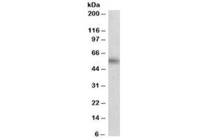 Western blot testing of human hippocampus lysate with MAOB antibody at 0. (Monoamine Oxidase B anticorps)