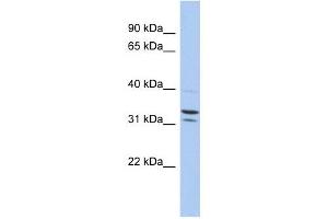 FAM92B antibody used at 1 ug/ml to detect target protein. (FAM92B anticorps  (N-Term))