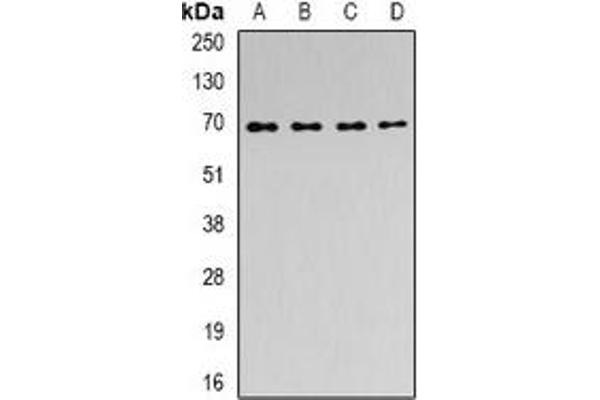 ACAD9 anticorps