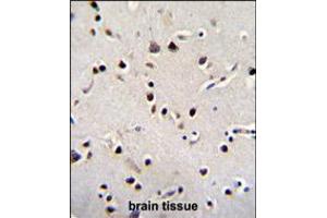 LRRC46 Antibody immunohistochemistry analysis in formalin fixed and paraffin embedded human brain tissue followed by peroxidase conjugation of the secondary antibody and DAB staining. (LRRC46 anticorps  (N-Term))