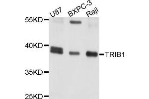 Western blot analysis of extracts of various cells, using TRIB1 antibody. (TRIB1 anticorps)