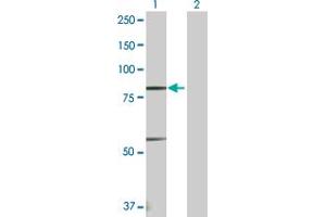 Western Blot analysis of PRDM1 expression in transfected 293T cell line by PRDM1 MaxPab polyclonal antibody. (PRDM1 anticorps  (AA 1-789))
