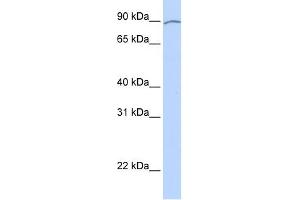 KIAA0317 antibody used at 1 ug/ml to detect target protein. (AREL1 anticorps  (Middle Region))