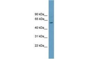 Image no. 1 for anti-RAR-Related Orphan Receptor C (RORC) (AA 101-150) antibody (ABIN6744574) (RORC anticorps  (AA 101-150))