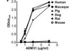 ELISA binding of human, macaque, pig, dog, mouse, and rat FcRn toward ADM31 Source: PMID24764301 (FcRn anticorps)