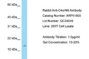 Western Blotting (WB) image for anti-Chromosome 4 Open Reading Fram 46 (C4orf46) (N-Term) antibody (ABIN2784633) (C4orf46 anticorps  (N-Term))