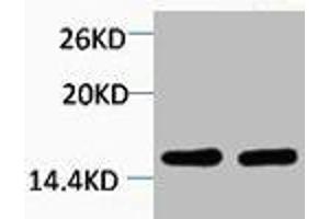 Western blot analysis of 1) Hela, 2) 3T3, diluted at 1:2000. (HIST1H4A anticorps  (2meLys59))