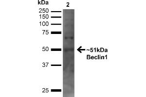 Western blot analysis of Human Embryonic kidney epithelial cell line (HEK293T) lysate showing detection of ~51 kDa Beclin 1 protein using Rabbit Anti-Beclin 1 Polyclonal Antibody (ABIN2868761). (Beclin 1 anticorps  (C-Term) (Atto 594))