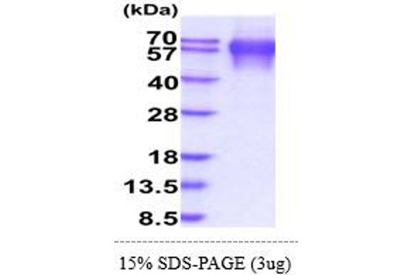 LAMP1 Protein (AA 29-382) (His tag)