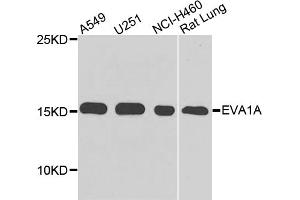 Western blot analysis of extracts of various cell lines, using EVA1A antibody. (TMEM166 anticorps)