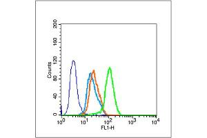 Image no. 7 for anti-Sirtuin 1 (SIRT1) (AA 101-200) antibody (ABIN729853)