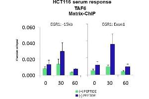 Quiescent human colon carcinoma HCT116 cultures were treated with 10% FBS for three time points (0, 15, 30min) or (0, 30, 60min) were used in Matrix-ChIP and real-time PCR assays at EGR1 gene (Exon1) and 15kb upstream site. (TAF6 anticorps  (C-Term))