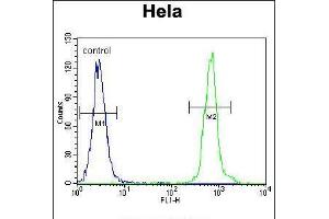 Flow cytometric analysis of Hela cells (right histogram) compared to a negative control cell (left histogram). (ZNF384 anticorps  (C-Term))
