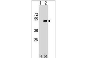 Western blot analysis of FNTA (arrow) using rabbit polyclonal FNTA Antibody (N-term) (ABIN1539445 and ABIN2849550). (FNTA anticorps  (N-Term))