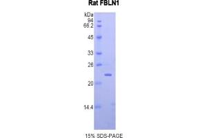 SDS-PAGE of Protein Standard from the Kit (Highly purified E. (Fibulin 1 Kit ELISA)