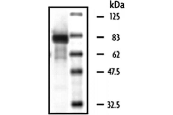 MST1 Protéine