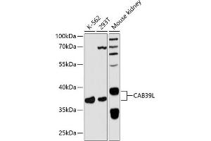 Western blot analysis of extracts of various cell lines, using CL antibody  at 1:3000 dilution. (CAB39L anticorps  (AA 1-337))