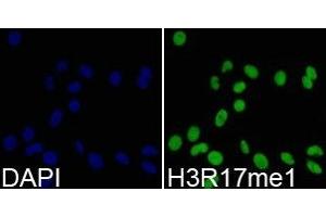 Immunofluorescence analysis of 293T cell using H3R17me1 antibody. (Histone 3 anticorps  (H3R17me))
