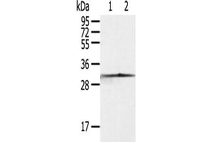 Western Blotting (WB) image for anti-Caspase 3 (CASP3) antibody (ABIN2427570) (Caspase 3 anticorps)