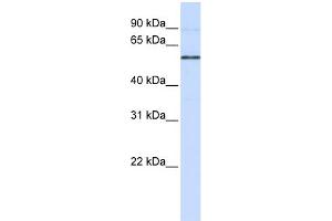 WB Suggested Anti-ESRRB Antibody Titration:  0. (ESRRB anticorps  (N-Term))