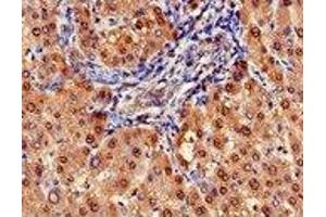 Immunohistochemistry (IHC) image for anti-Arginase, Liver (ARG1) (AA 1-322) antibody (ABIN6091458) (Liver Arginase anticorps  (AA 1-322))