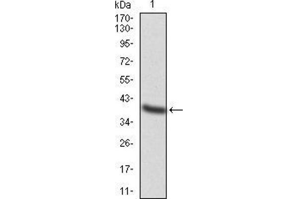 TFAP2A anticorps  (AA 1-100)