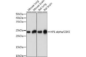 Western blot analysis of extracts of various cell lines, using HP1 alpha/CBX5Rabbit mAb (ABIN1678748, ABIN3018030, ABIN3018031 and ABIN7101571) at 1:1000 dilution. (CBX5 anticorps)