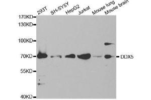 Western blot analysis of extracts of various cell lines, using DDX5 antibody. (DDX5 anticorps)
