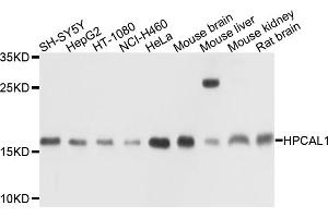 Western blot analysis of extracts of various cell lines, using HPCAL1 antibody (ABIN4903961) at 1:1000 dilution. (HPCAL1 anticorps)