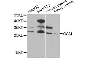 Western blot analysis of extracts of various cell lines, using OSM Antibody (ABIN5975006) at 1/1000 dilution. (Oncostatin M anticorps)