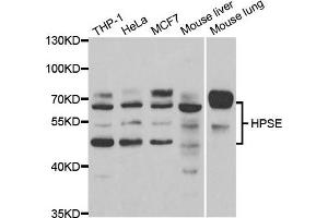 Western blot analysis of extracts of various cell lines, using HPSE antibody. (HPSE anticorps)