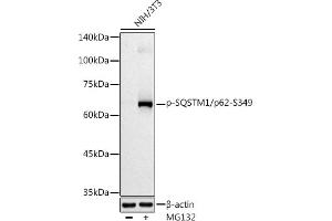 Western blot analysis of extracts of NIH/3T3 cells, using Phospho-SQSTM1/p62-S349 antibody (ABIN7270206) at 1:500 dilution. (SQSTM1 anticorps  (pSer349))