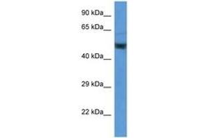 Image no. 1 for anti-Enolase 2 (Gamma, Neuronal) (ENO2) (AA 176-225) antibody (ABIN6746906) (ENO2/NSE anticorps  (AA 176-225))