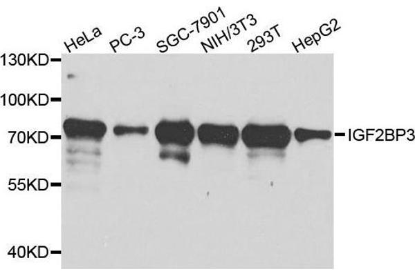 IGF2BP3 anticorps  (AA 1-200)