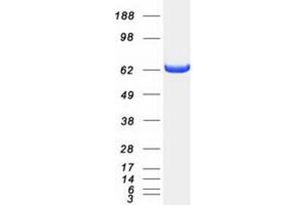 PPP2R1A Protein (Myc-DYKDDDDK Tag)