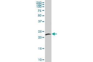 FGF21 MaxPab polyclonal antibody. (FGF21 anticorps  (AA 1-209))