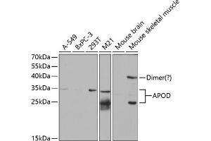 Western blot analysis of extracts of various cell lines, using APOD antibody (ABIN6127443, ABIN6137014, ABIN6137016 and ABIN6220914) at 1:1000 dilution. (Apolipoprotein D anticorps  (AA 21-189))