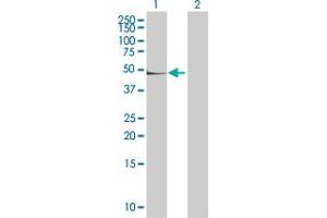 Western Blot analysis of CD14 expression in transfected 293T cell line by CD14 MaxPab polyclonal antibody. (CD14 anticorps  (AA 1-375))