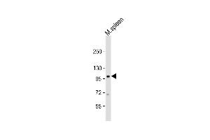 Anti-Mouse Nod1 Antibody (Center) at 1:1000 dilution + mouse spleen lysate Lysates/proteins at 20 μg per lane. (NOD1 anticorps  (AA 556-584))