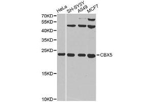 Western blot analysis of extracts of various cell lines, using CBX5 antibody. (CBX5 anticorps  (AA 1-191))