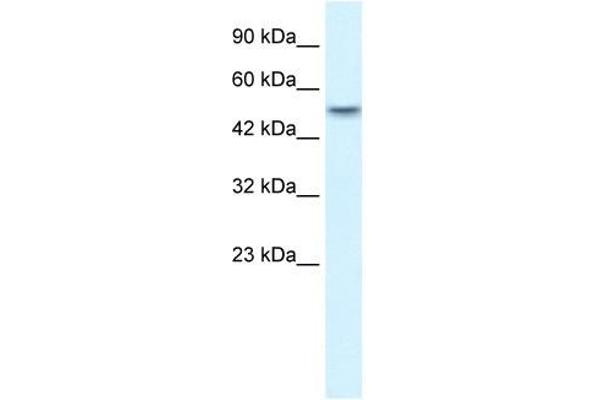 ANKRD11 anticorps  (N-Term)