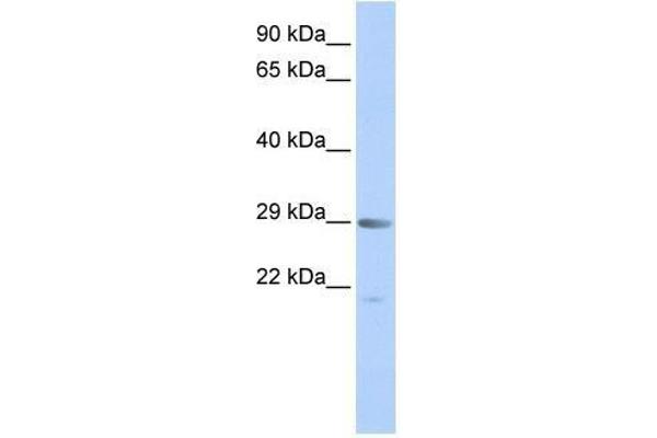 MORF4 anticorps  (Middle Region)