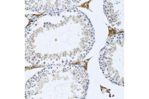 Immunohistochemistry of paraffin-embedded mouse testis using FMOD antibody. (Fibromodulin anticorps)