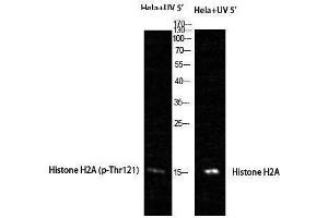 Western Blotting (WB) image for anti-Histone H2A (pThr121) antibody (ABIN3182944) (Histone H2A anticorps  (pThr121))
