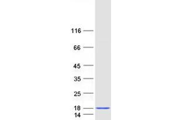 NDUFA5 Protein (Myc-DYKDDDDK Tag)