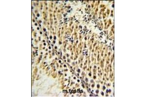 EXTL3 Antibody (N-term) (ABIN652990 and ABIN2842629) IHC analysis in formalin fixed and paraffin embedded testis tissue followed by peroxidase conjugation of the secondary antibody and DAB staining. (EXTL3 anticorps  (N-Term))