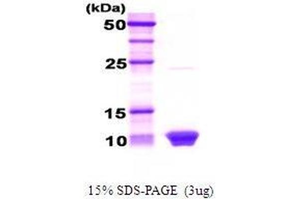 HSBP1 Protéine