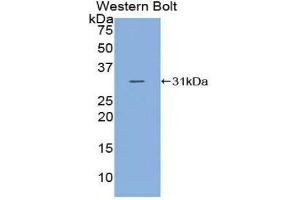Western Blotting (WB) image for anti-Complement C2 (AA 245-451) antibody (ABIN1858186) (Complement C2 anticorps  (AA 245-451))