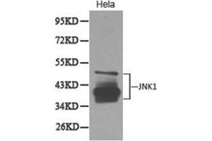 Western Blotting (WB) image for anti-Mitogen-Activated Protein Kinase 8 (MAPK8) antibody (ABIN1873630) (JNK anticorps)