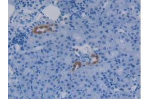 IHC-P analysis of Mouse Kidney Tissue, with DAB staining. (APOC4 anticorps  (AA 28-124))